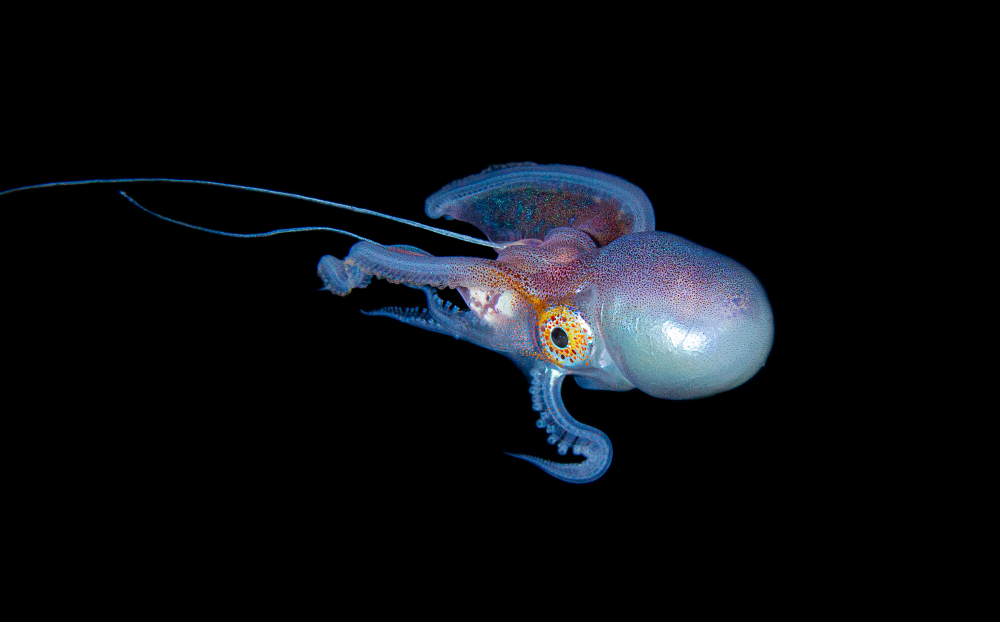 blanket octopus male, it is very small